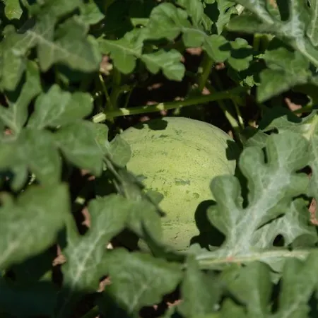 Leone Natural Ayvalı